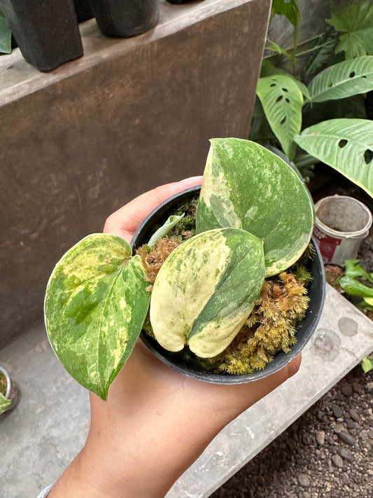 Scindapsus Mangurai- us & cad store