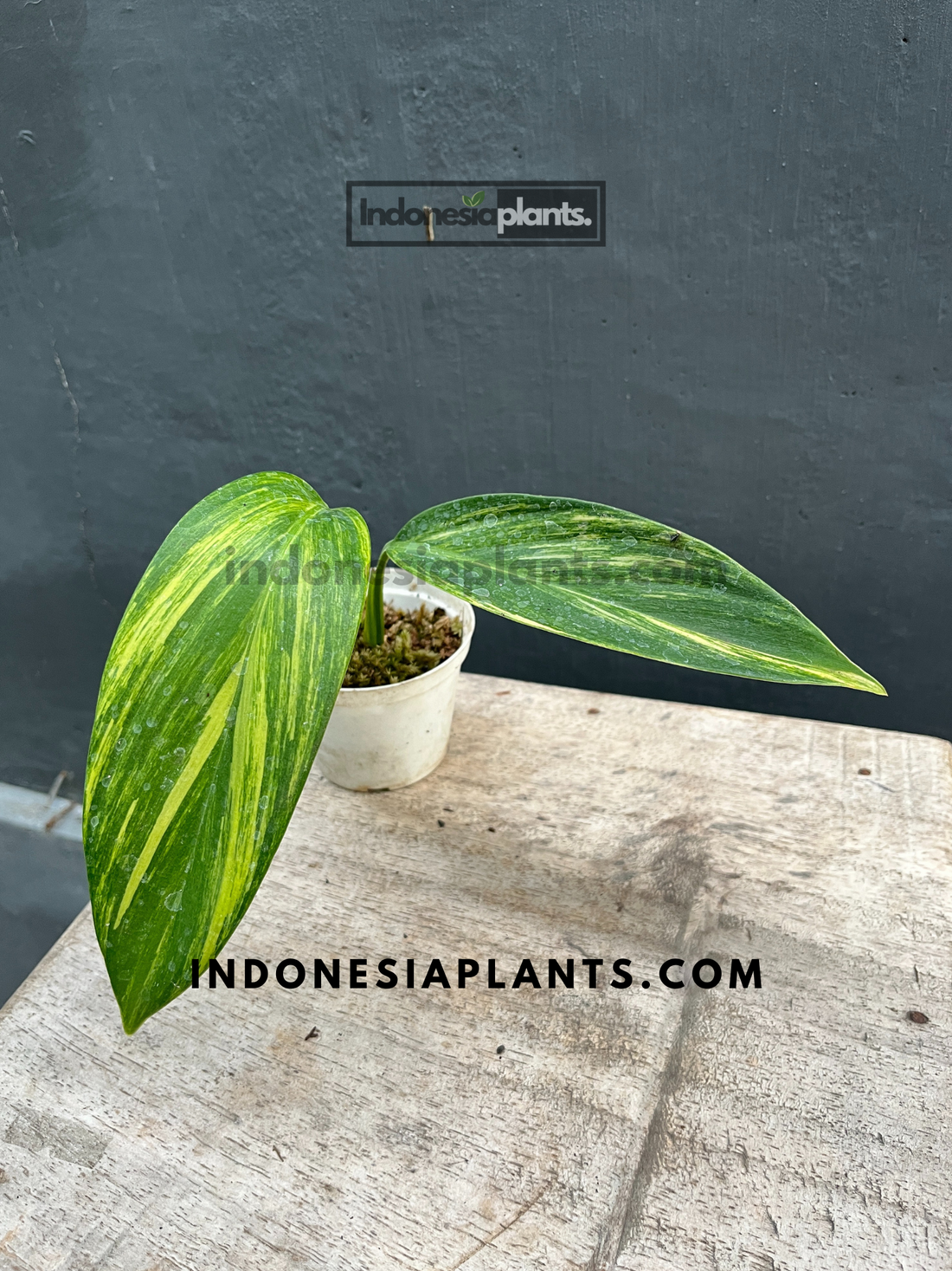 Scindapsus Rupestris Variegated – INDONESIAPLANTS