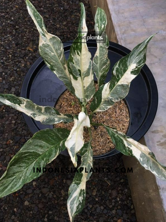 Spathiphyllum Domino Variegated