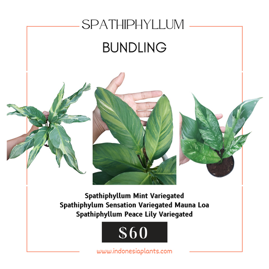 Spathiphyllum Mint Variegated, Spathiphyllum Sensation Mauna Loa Variegated, Spathiphyllum Peace Lily Variegated