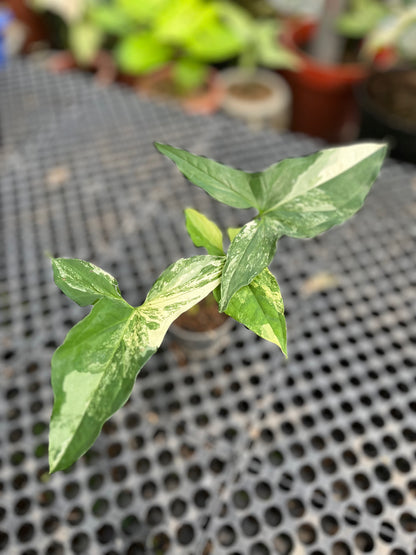 Syngonium Albo Variegated - us & cad store