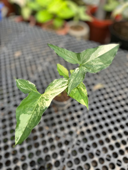 Syngonium Albo Variegated - us & cad store