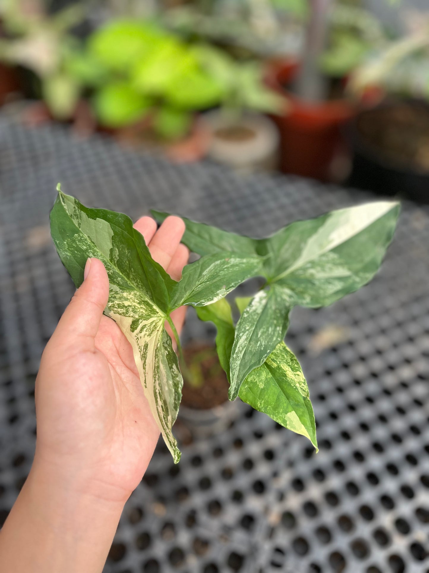Syngonium Albo Variegated - us & cad store