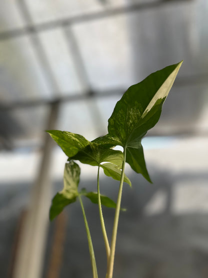 Syngonium Albo Variegated - us & cad store