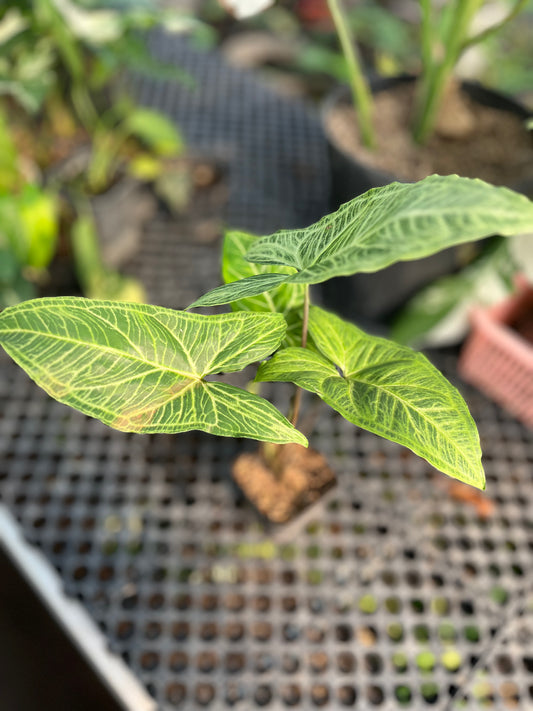 Syngonium Batik - us & cad store