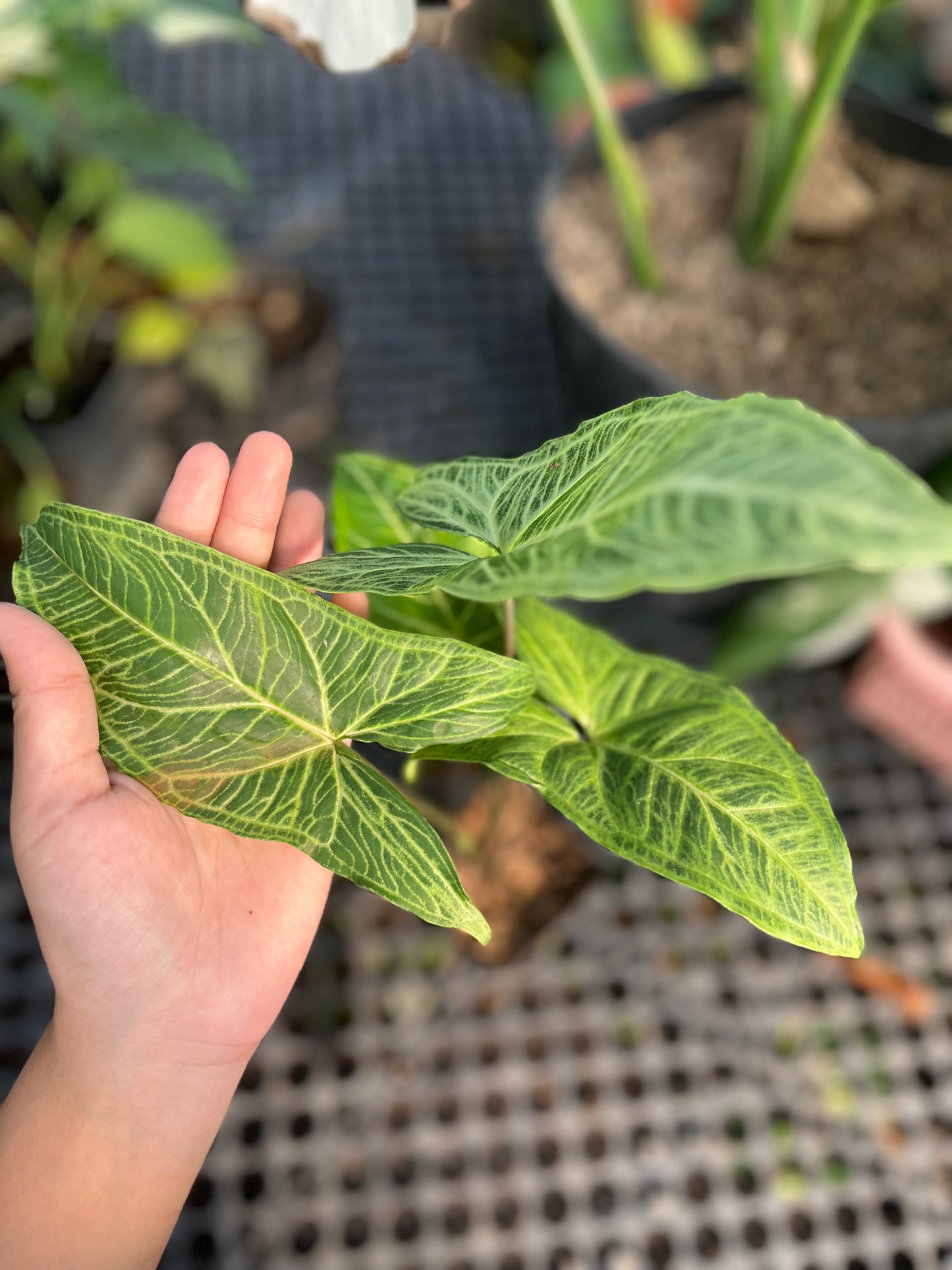 Syngonium Batik - us & cad store
