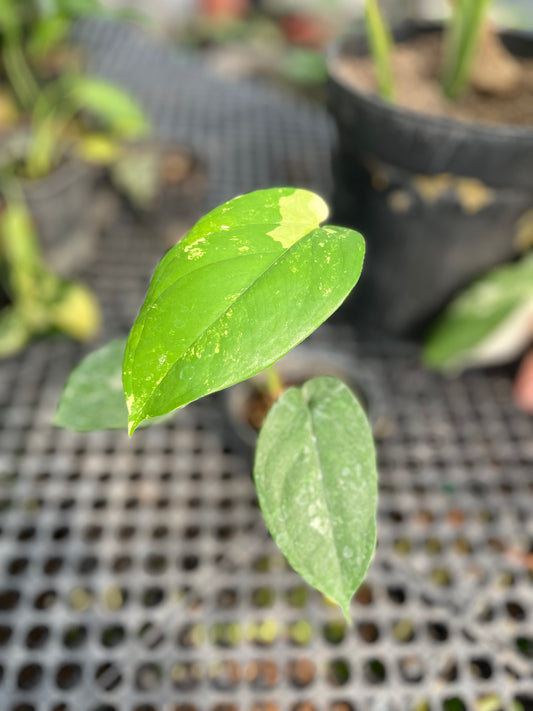 Syngonium Chiapense Variegated - us & cad store