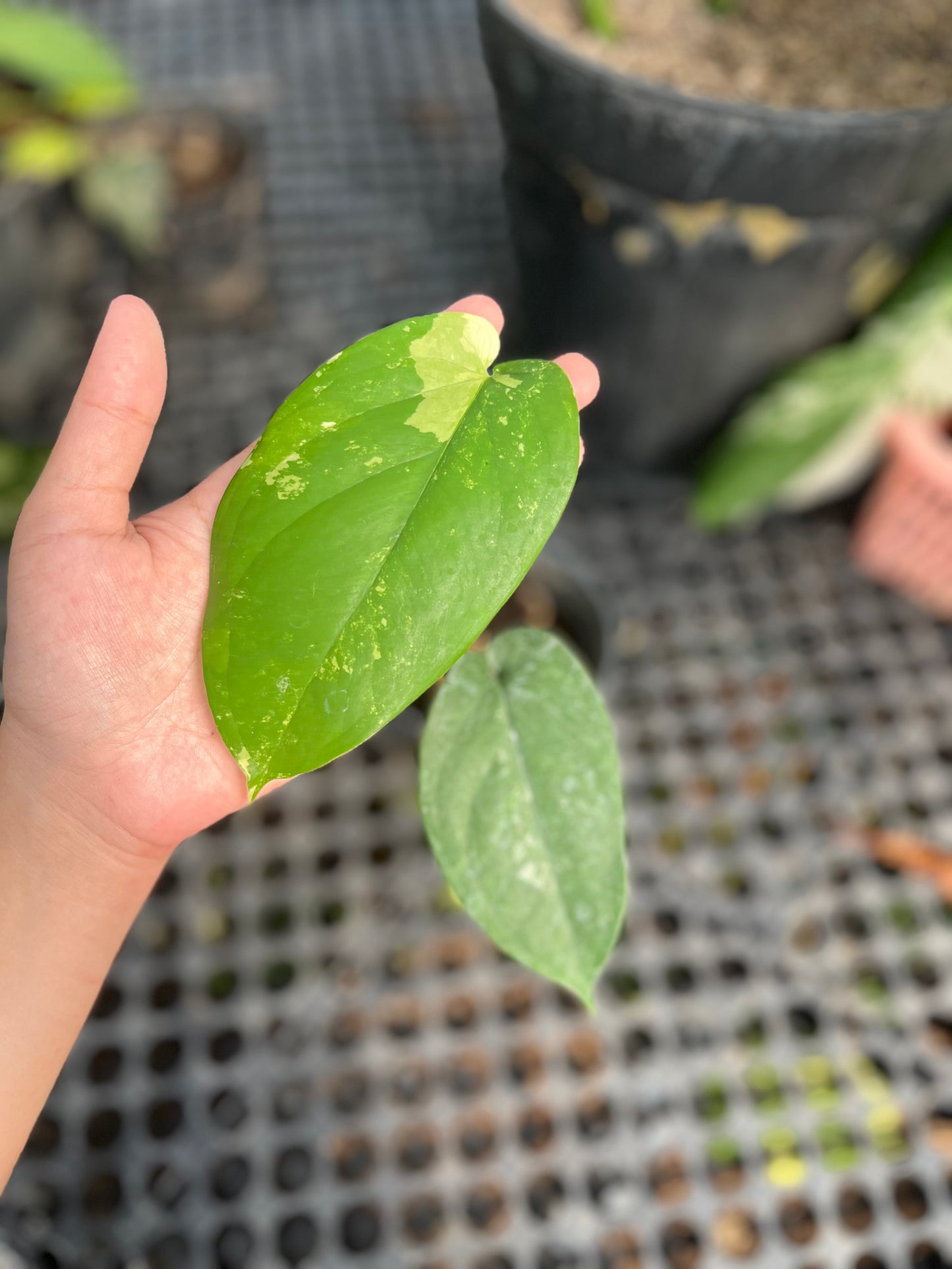 Syngonium Chiapense Variegated - us & cad store