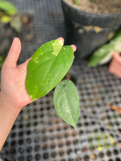 Syngonium Chiapense Variegated - us & cad store