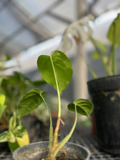 Syngonium Chiapense Variegated - us & cad store