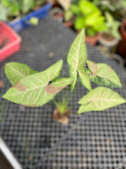 Syngonium Confetti Tricolor - us & cad store