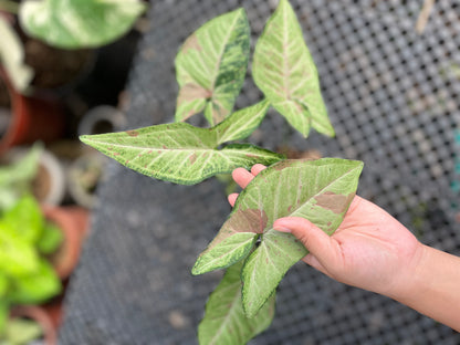 Syngonium Confetti Tricolor - us & cad store