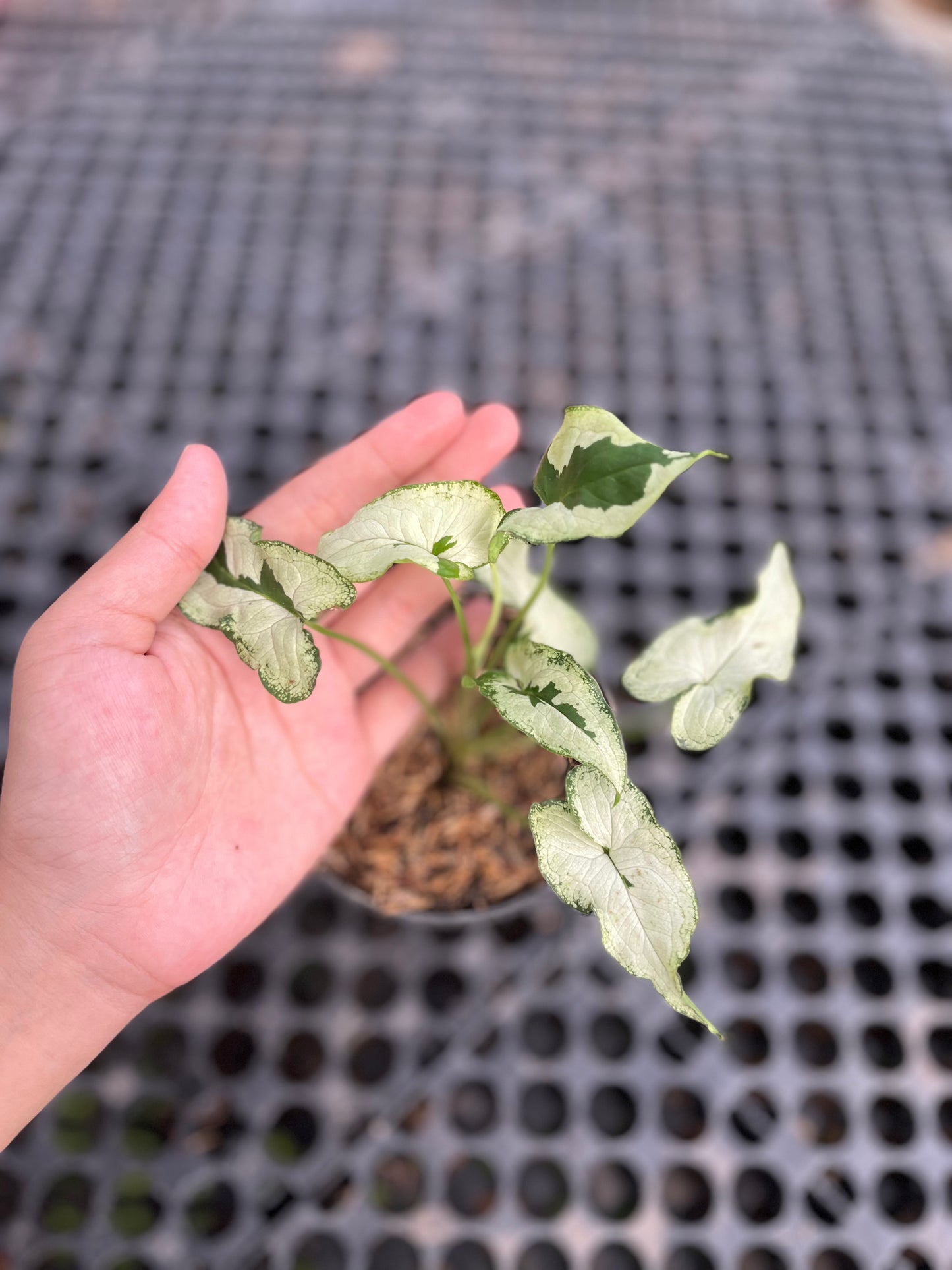 Syngonium Majesty - us & cad store