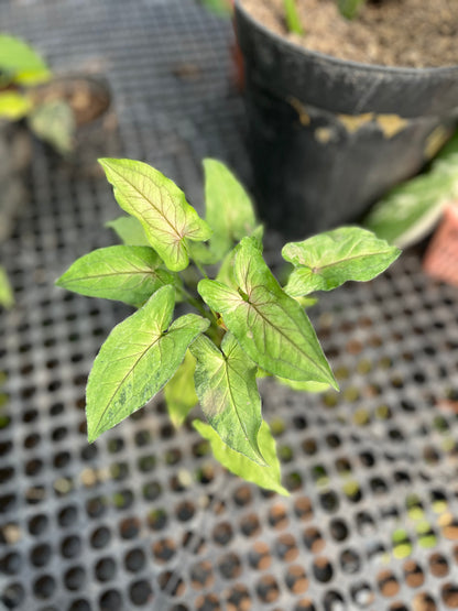 Syngonium Orm Manee - us & cad store