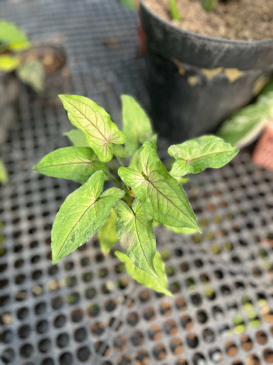Syngonium Orm Manee - us & cad store