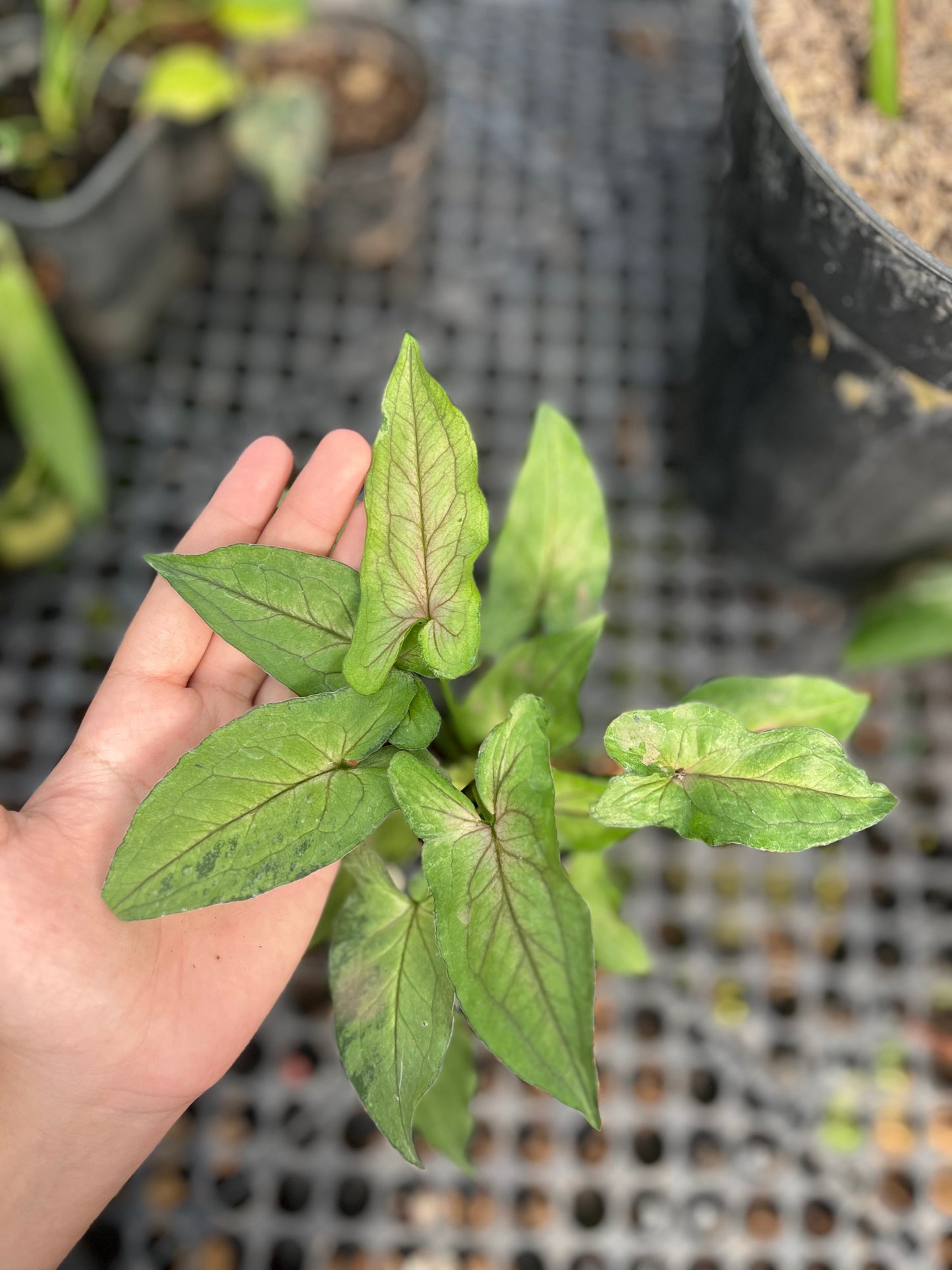 Syngonium Orm Manee - us & cad store