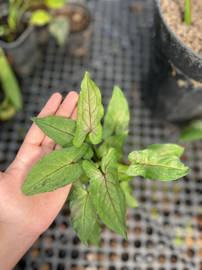 Syngonium Orm Manee - us & cad store