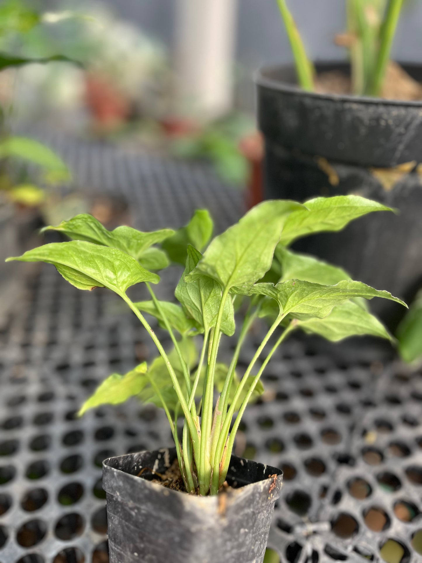 Syngonium Orm Manee - us & cad store