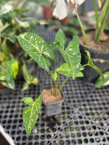 Syngonium Panda Galaxy - us & cad store