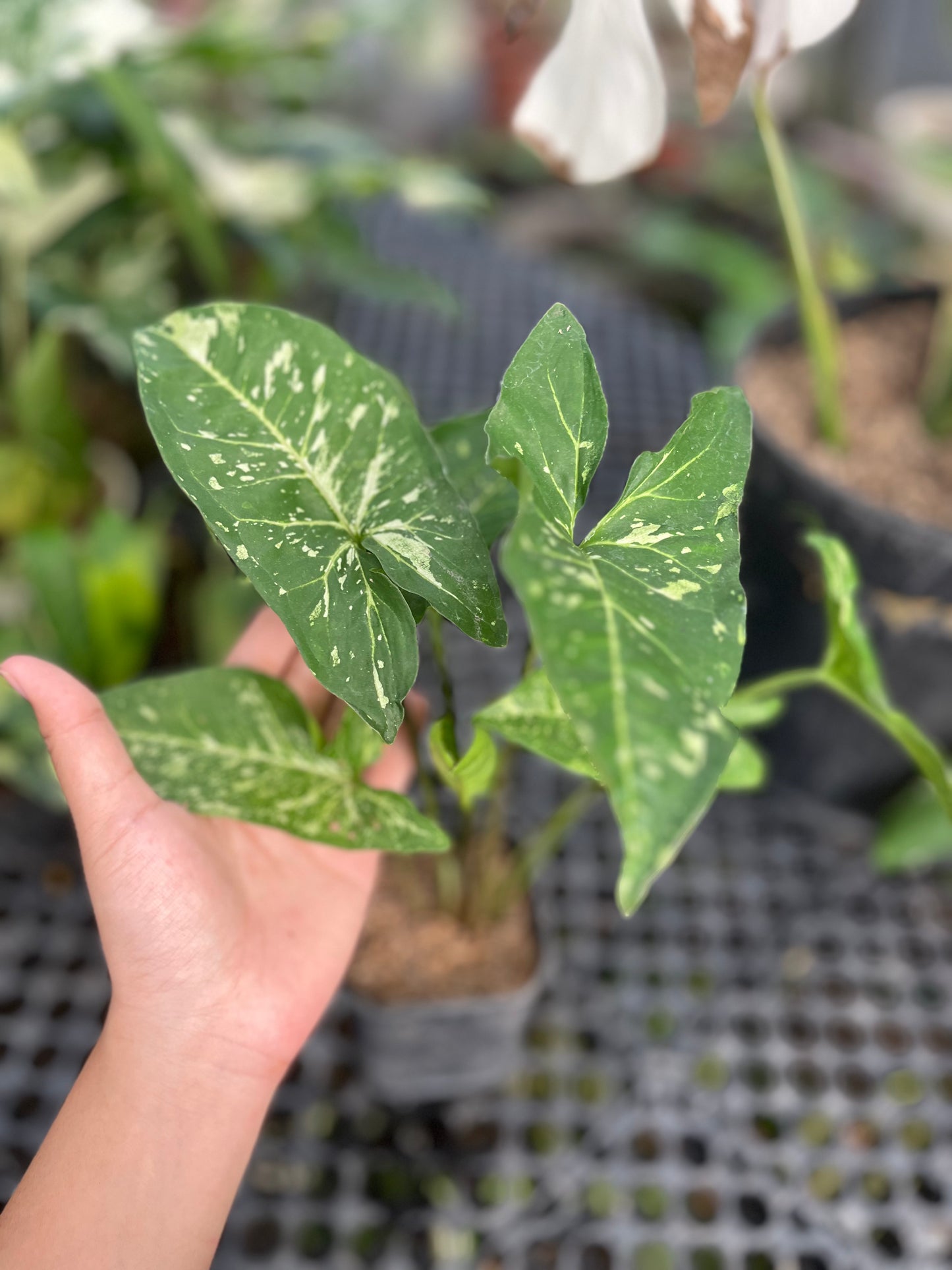 Syngonium Panda Galaxy - us & cad store
