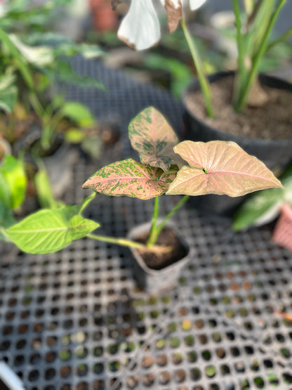 Syngonium Pink Flecked - us & cad store