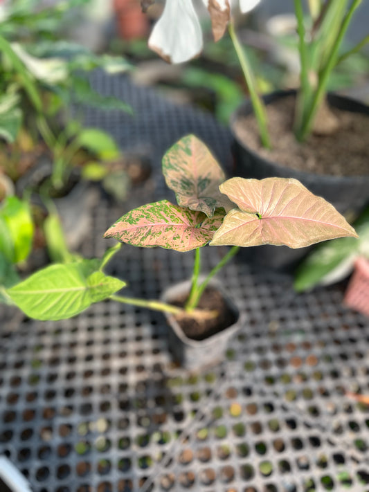 Syngonium Pink Flecked - us & cad store