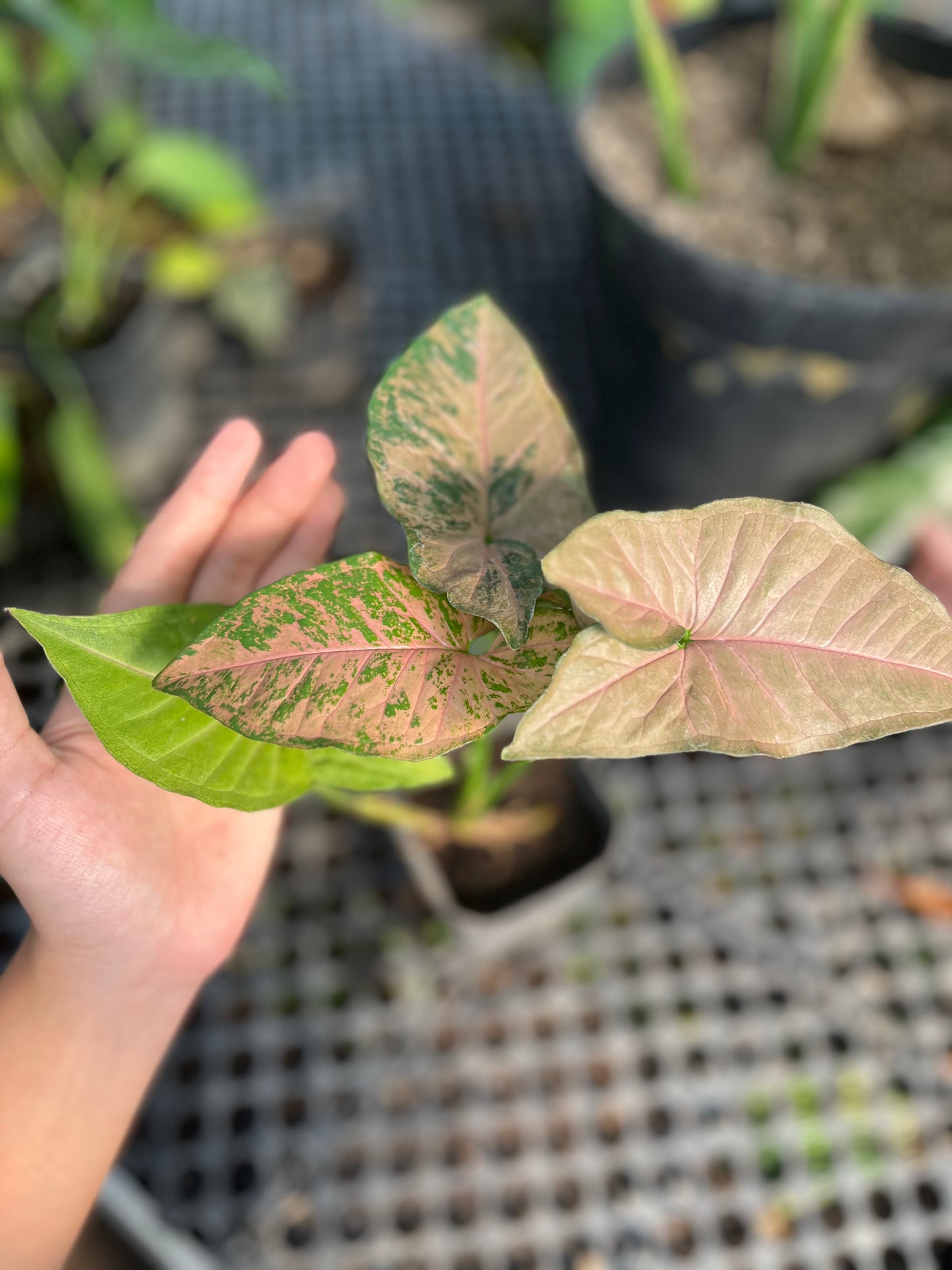 Syngonium Pink Flecked - us & cad store