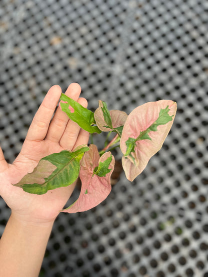 Syngonium Pink Beauty Pink Lava - us & cad store