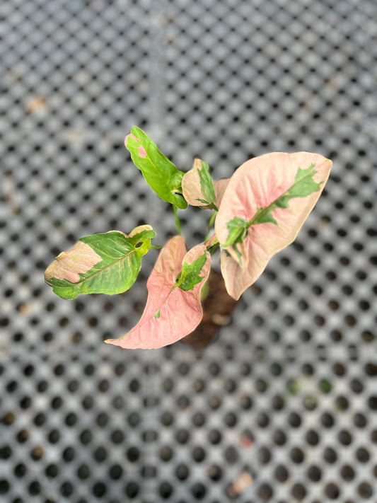 Syngonium Pink Beauty Pink Lava - us & cad store