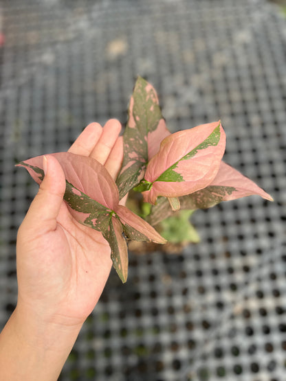 Syngonium Pink Splash - us & cad store