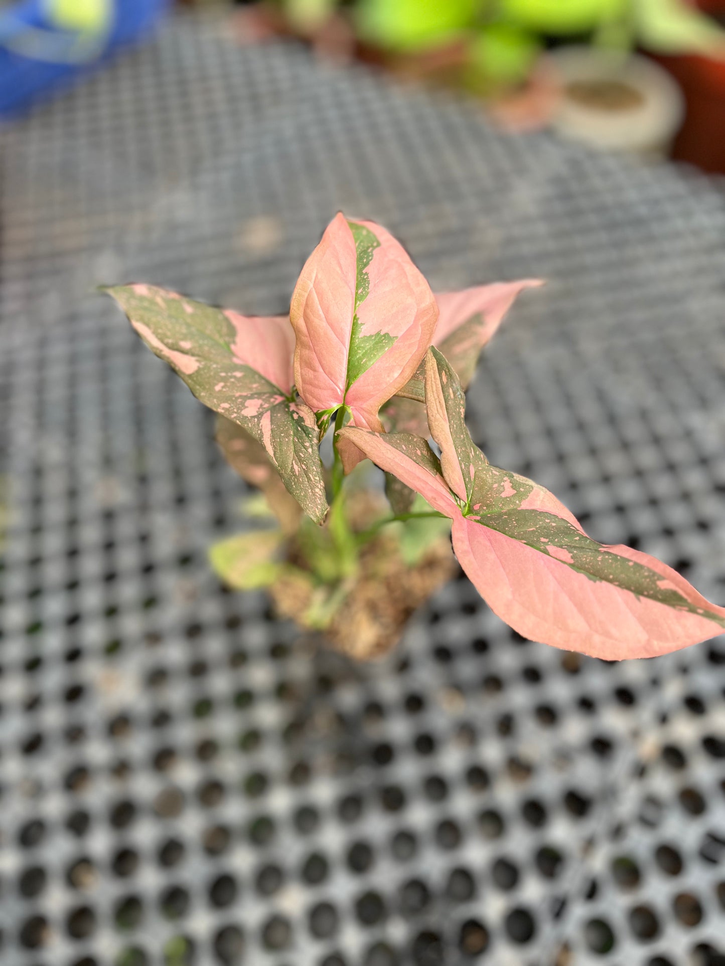 Syngonium Pink Splash - us & cad store
