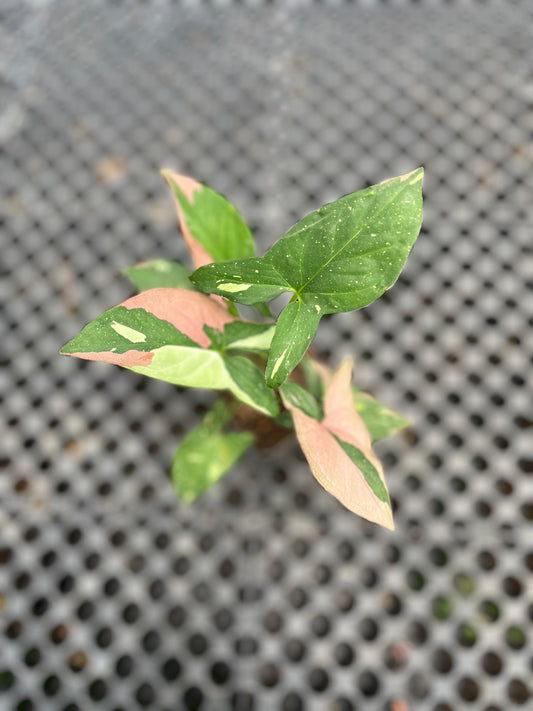 Syngonium Red Spot Tricolor - us & cad store