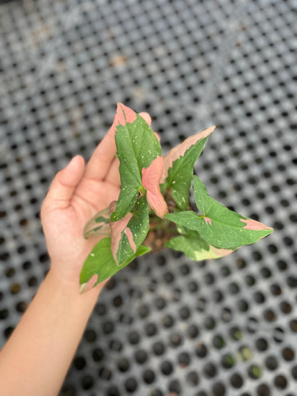 Syngonium Red Spot Tricolor - us & cad store