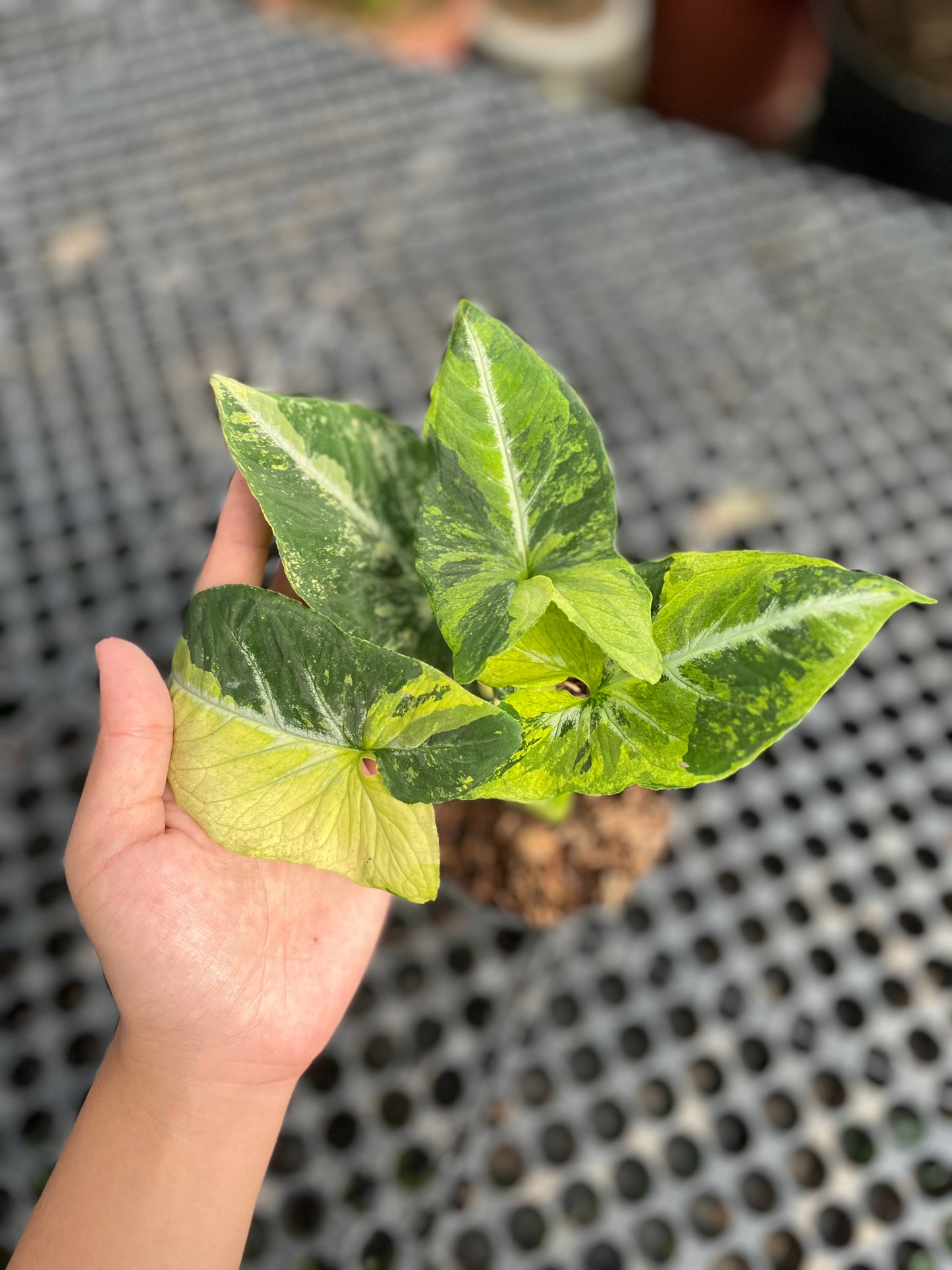 Syngonium Scrambled Eggs - us & cad store