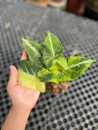 Syngonium Scrambled Eggs - us & cad store