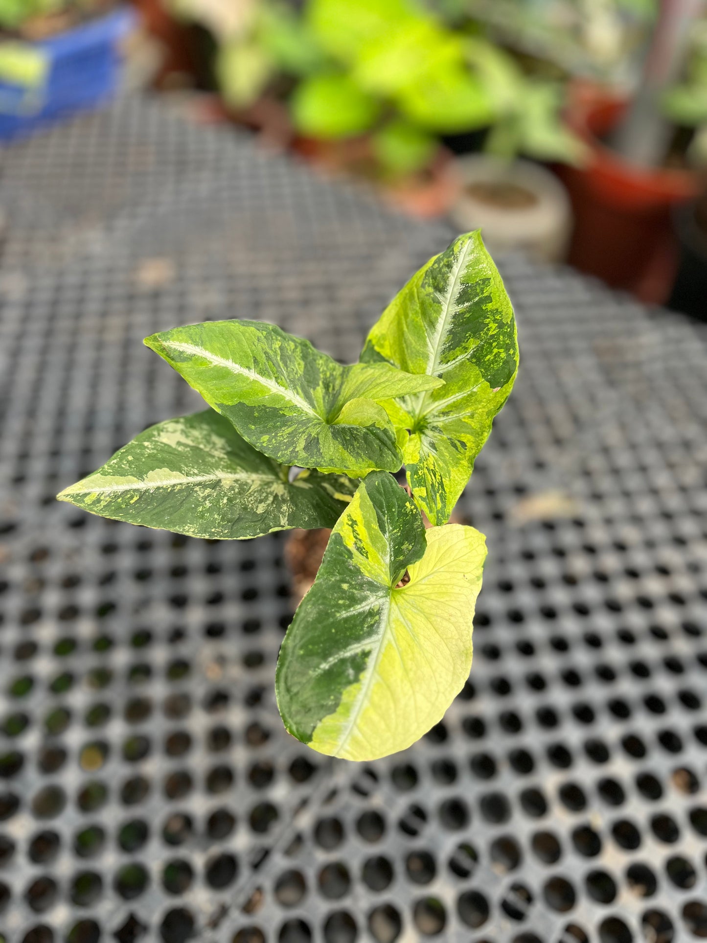 Syngonium Scrambled Eggs - us & cad store