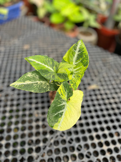 Syngonium Scrambled Eggs - us & cad store