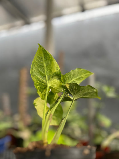 Syngonium Scrambled Eggs - us & cad store
