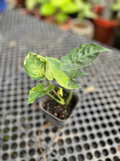 Syngonium T24 Round Form | Variegated Leaves Guarantee - us & cad store
