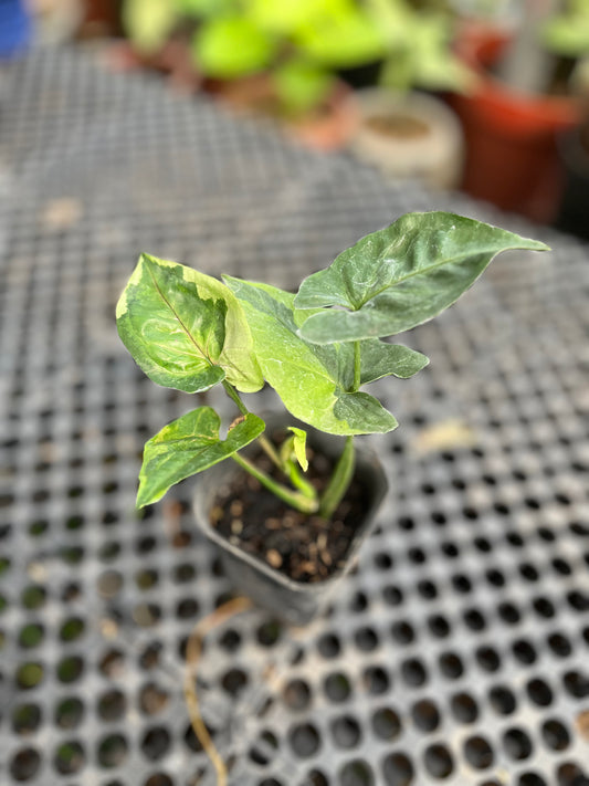 Syngonium T24 Round Form | Variegated Leaves Guarantee - us & cad store