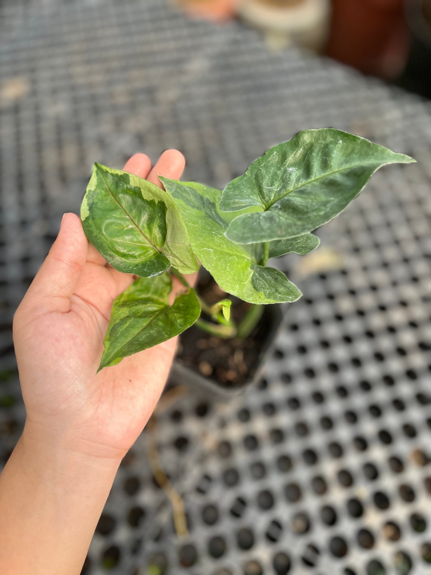 Syngonium T24 Round Form | Variegated Leaves Guarantee - us & cad store