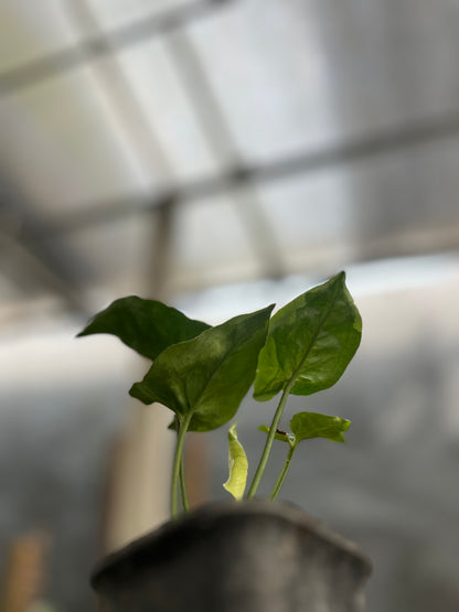 Syngonium T24 Round Form | Variegated Leaves Guarantee - us & cad store