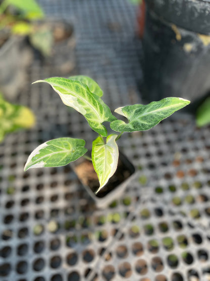 Syngonium T25 - us & cad store