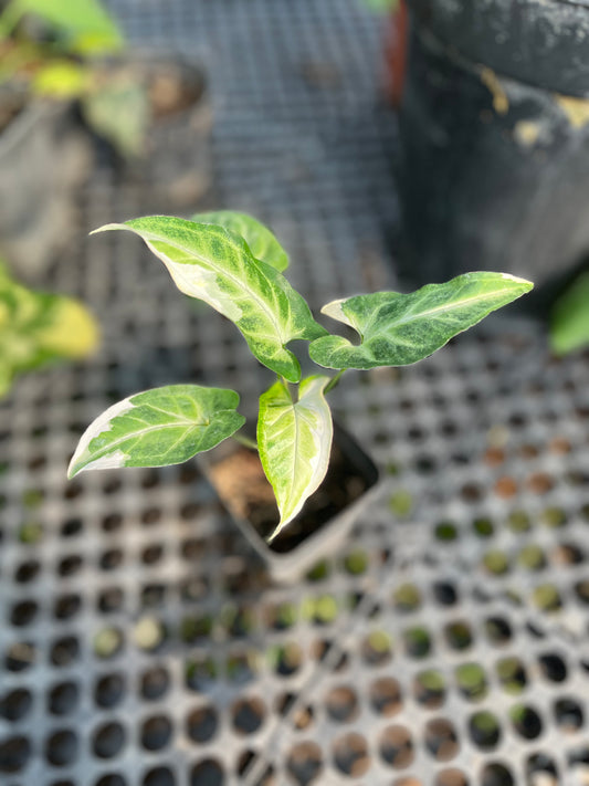 Syngonium T25 - us & cad store