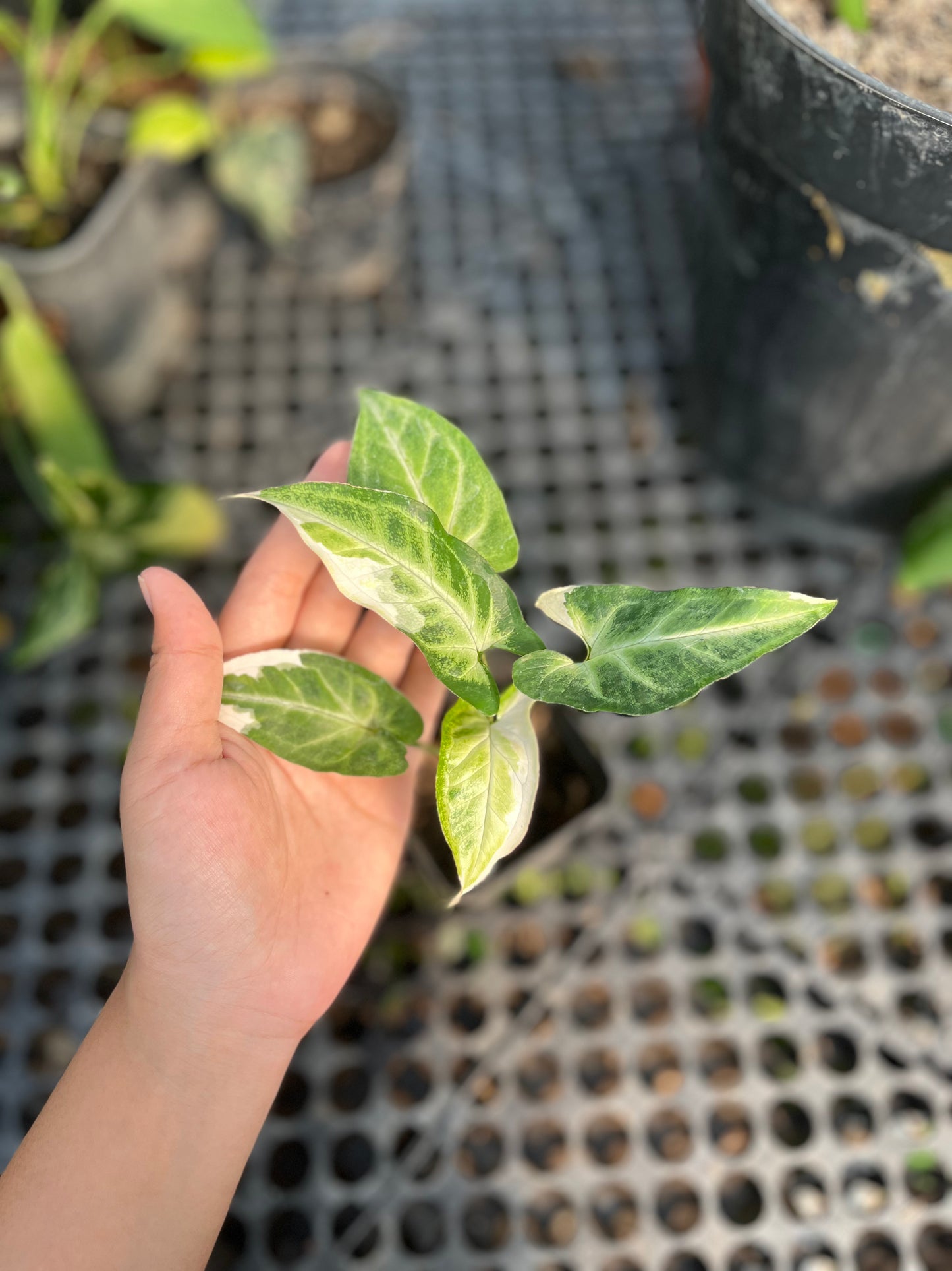 Syngonium T25 - us & cad store