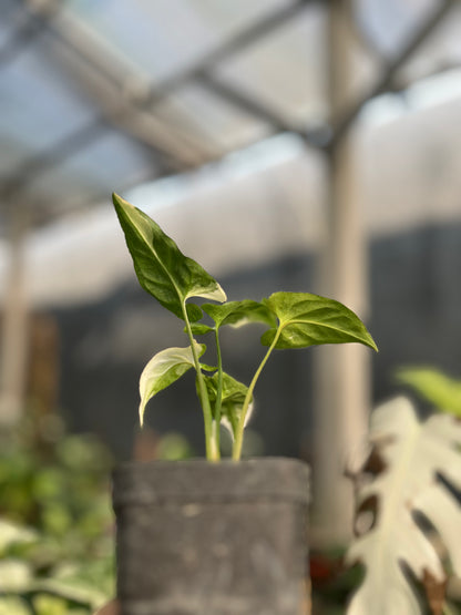 Syngonium T25 - us & cad store
