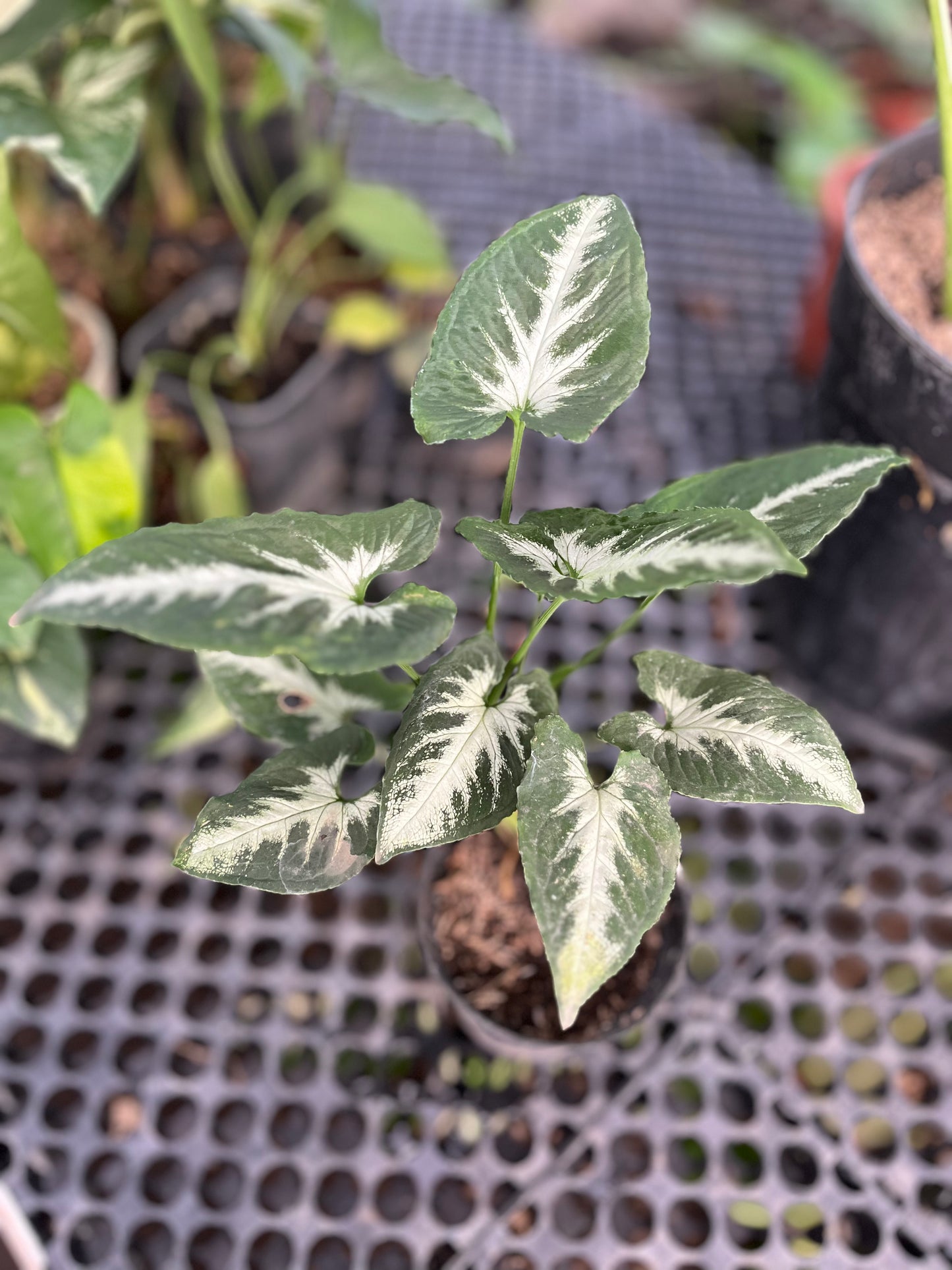 Syngonium Wendlandii round form - us & cad store
