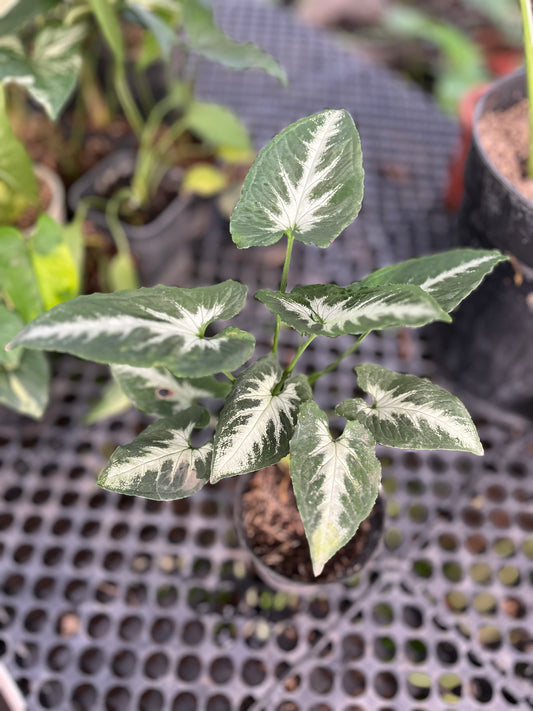 Syngonium Wendlandii round form - us & cad store