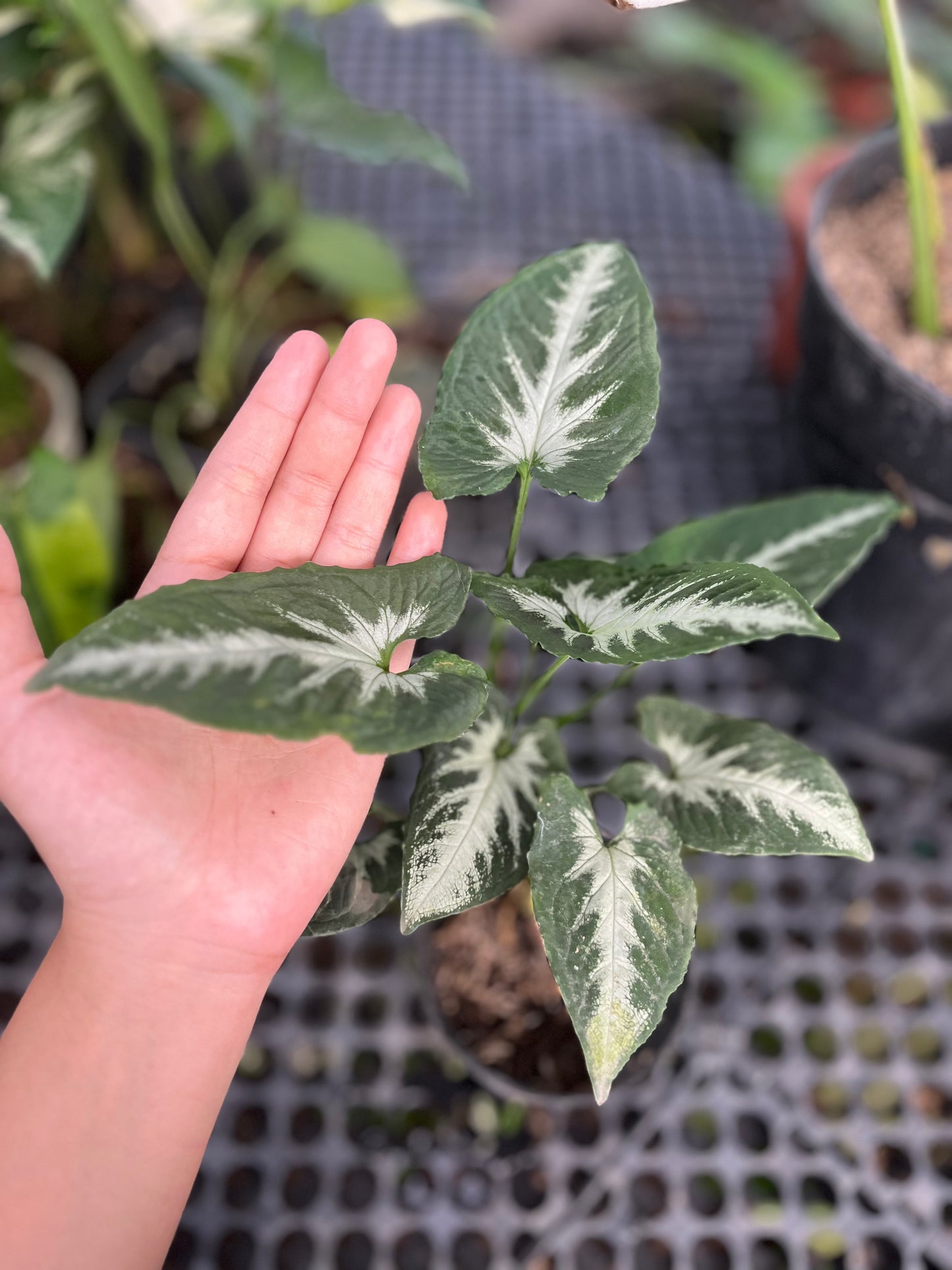 Syngonium Wendlandii round form - us & cad store