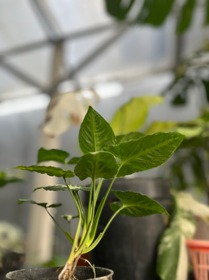 Syngonium Wendlandii round form - us & cad store